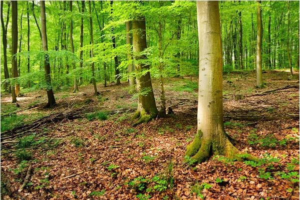Talking Trees