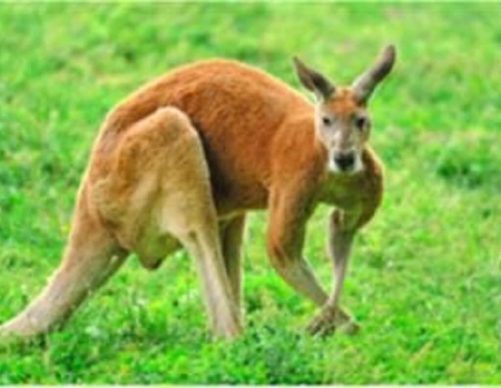 The Dreaming of the Left-­Handed  Kangaroo