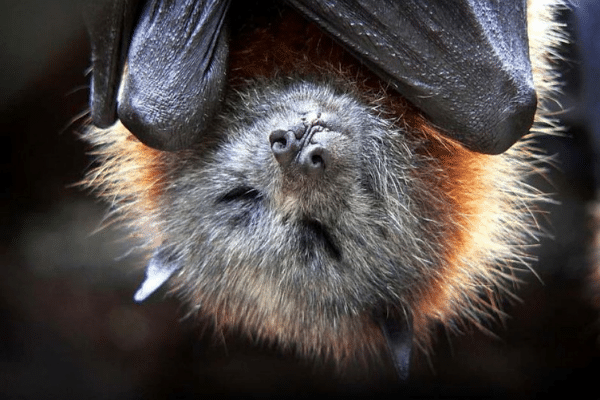 Bat Dreaming