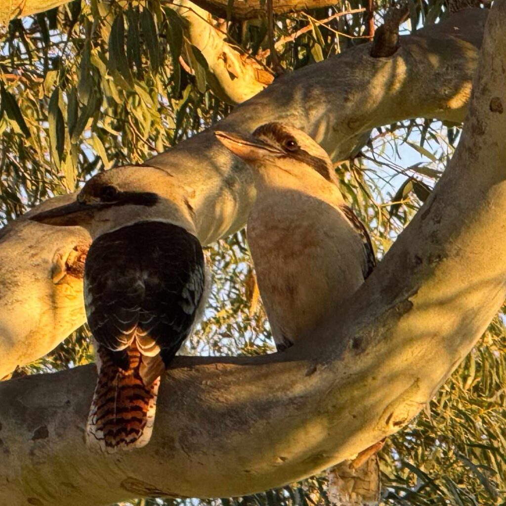 Can You Speak Googaburra?